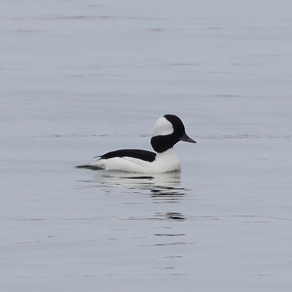 Bufflehead - ML564639891