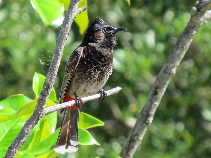 Bulbul à ventre rouge - ML56464161