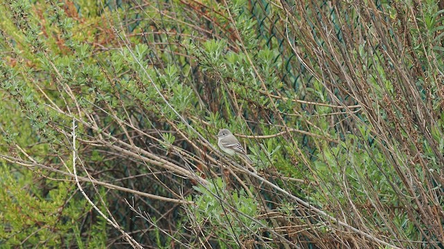 Gray Flycatcher - ML564641661