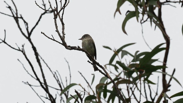 Gray Flycatcher - ML564643541