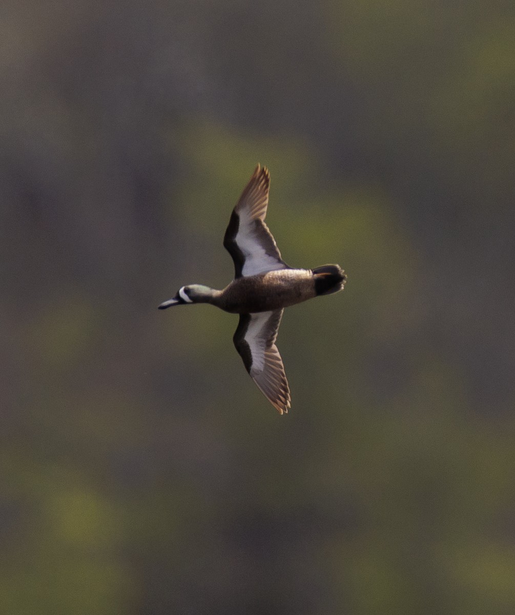 Blue-winged Teal - ML564643651