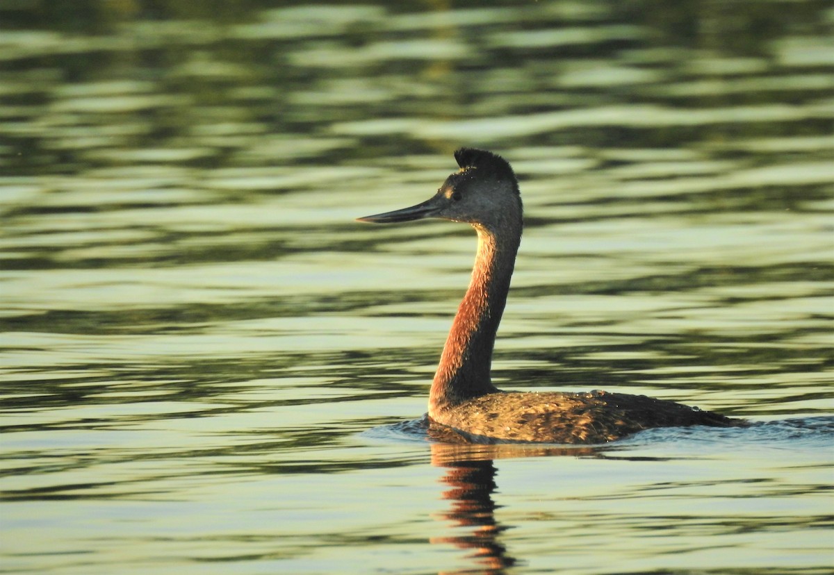 Great Grebe - ML564644881