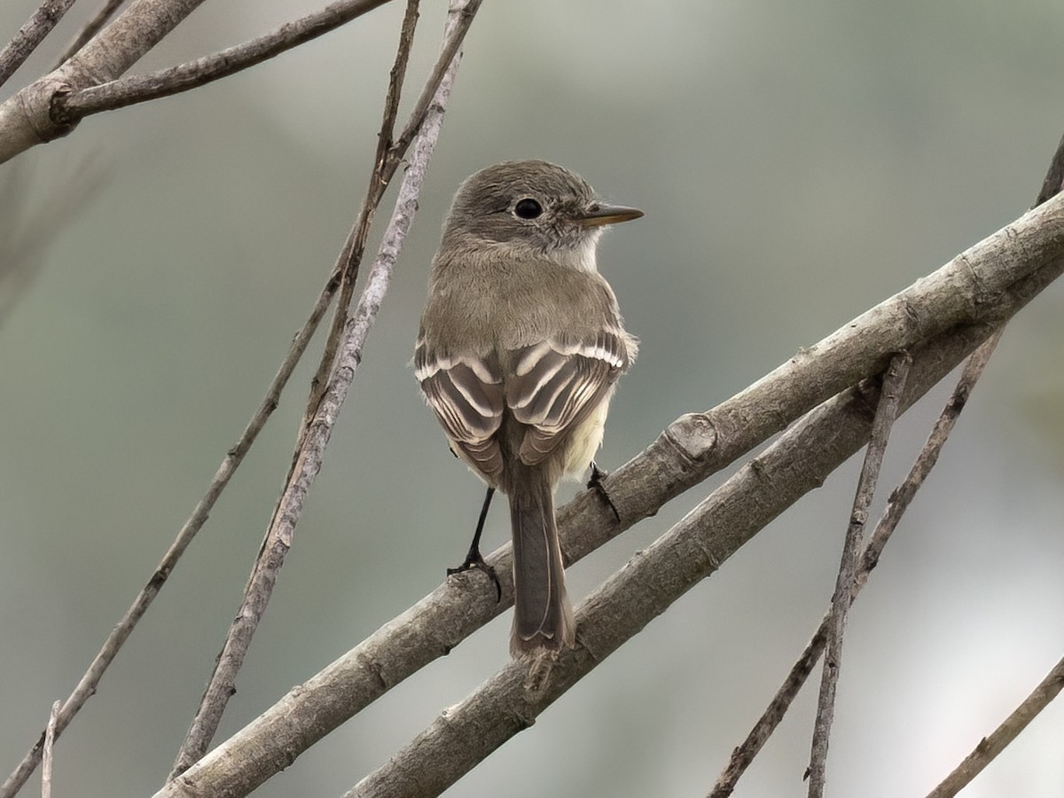 Gray Flycatcher - ML564645191