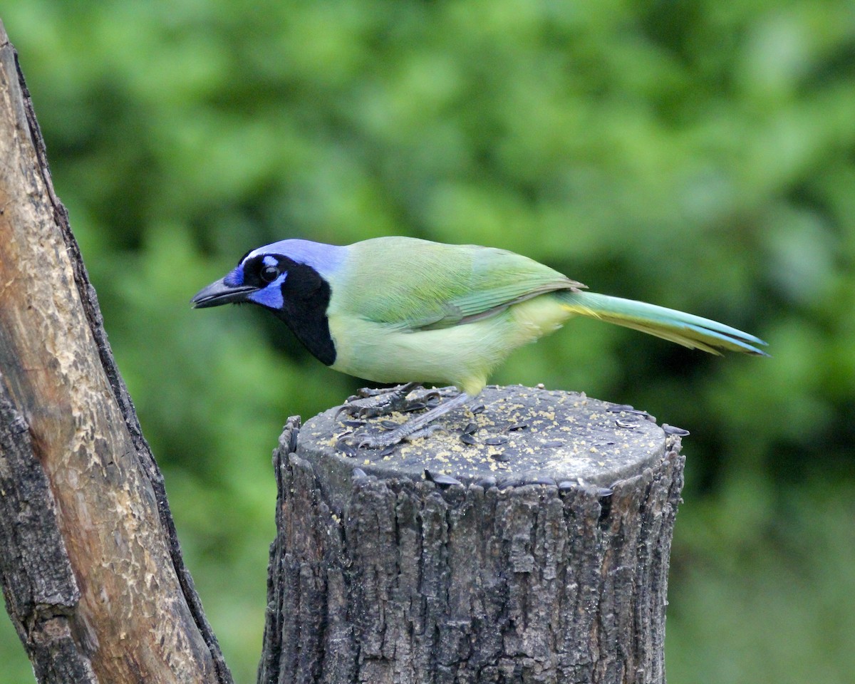 Green Jay - ML564645321