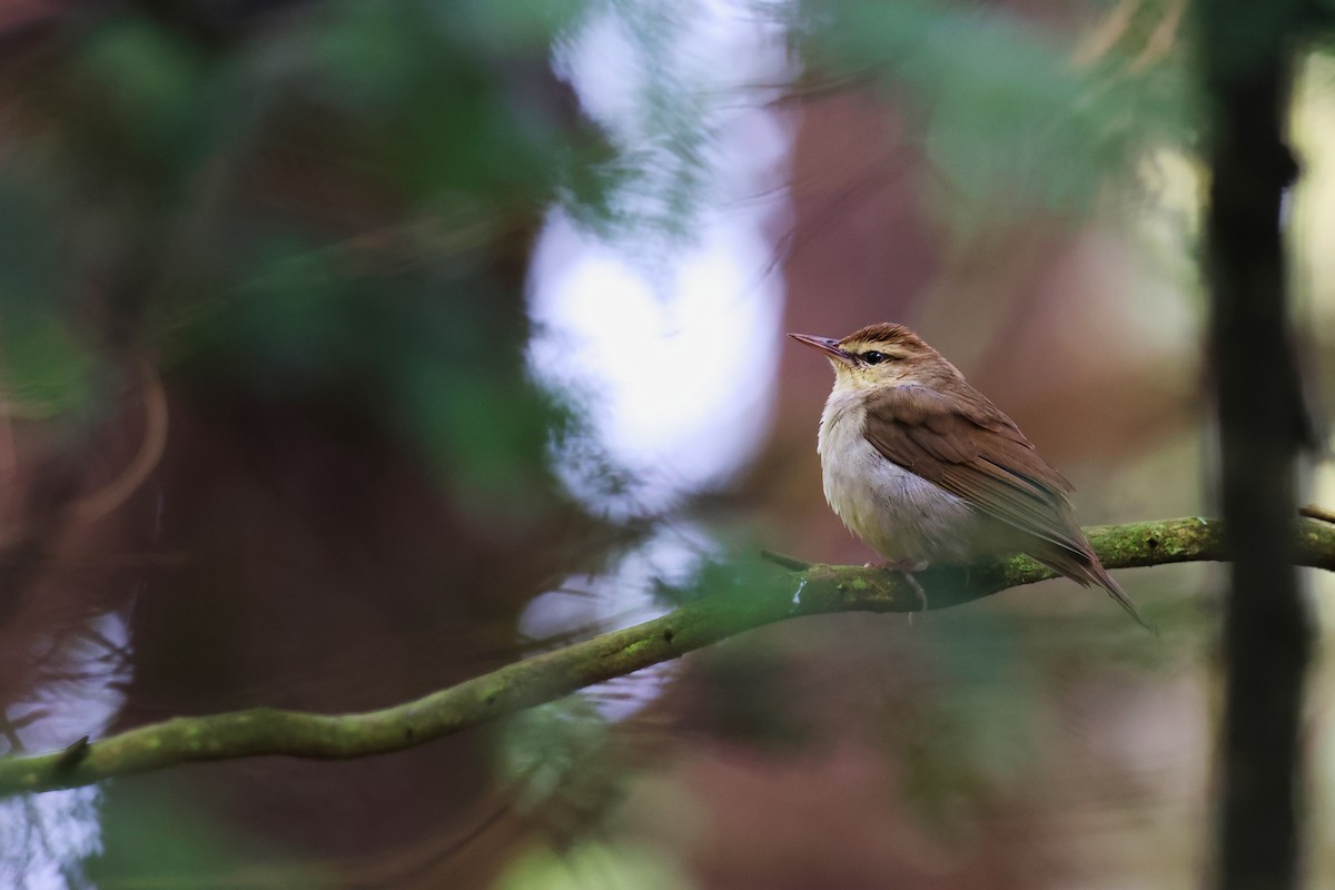 Swainson's Warbler - ML564646251