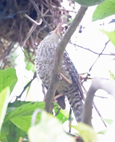 Fasciated Wren - ML564646281