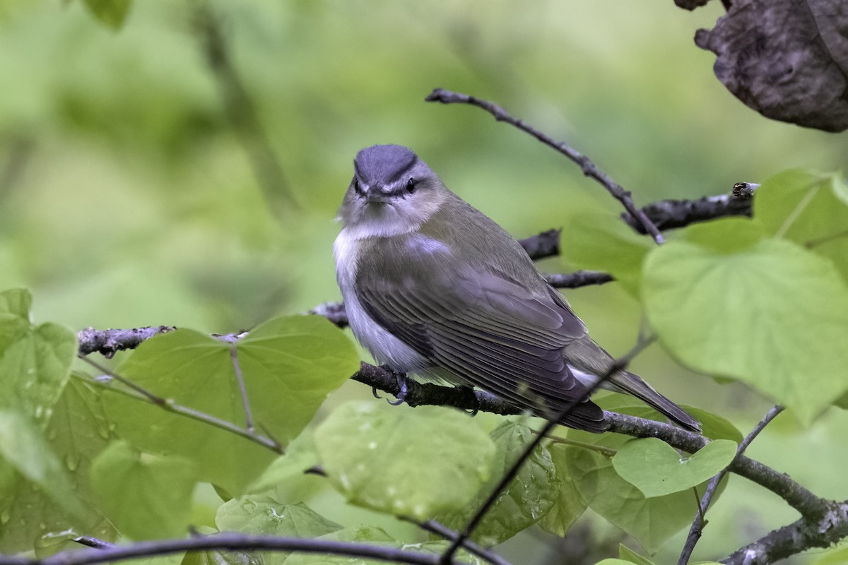 Red-eyed Vireo - ML564647841