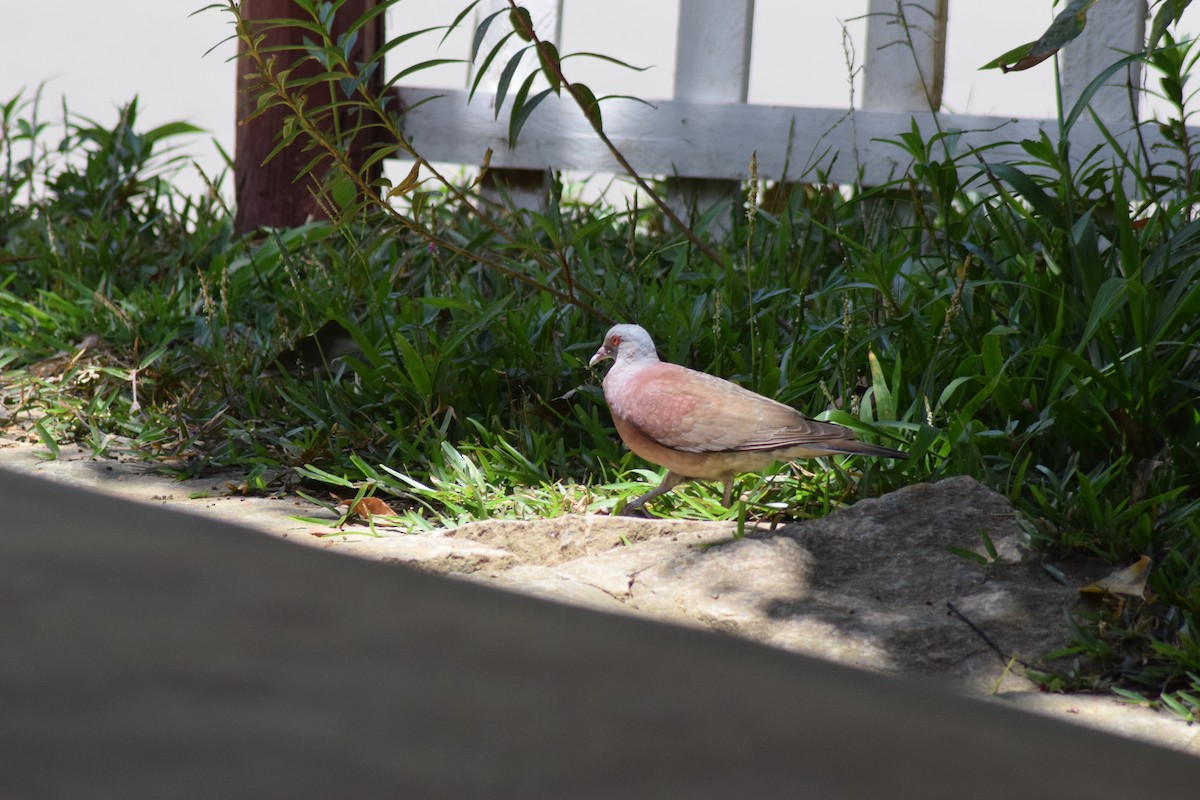 Pigeon de Madagascar - ML56464811
