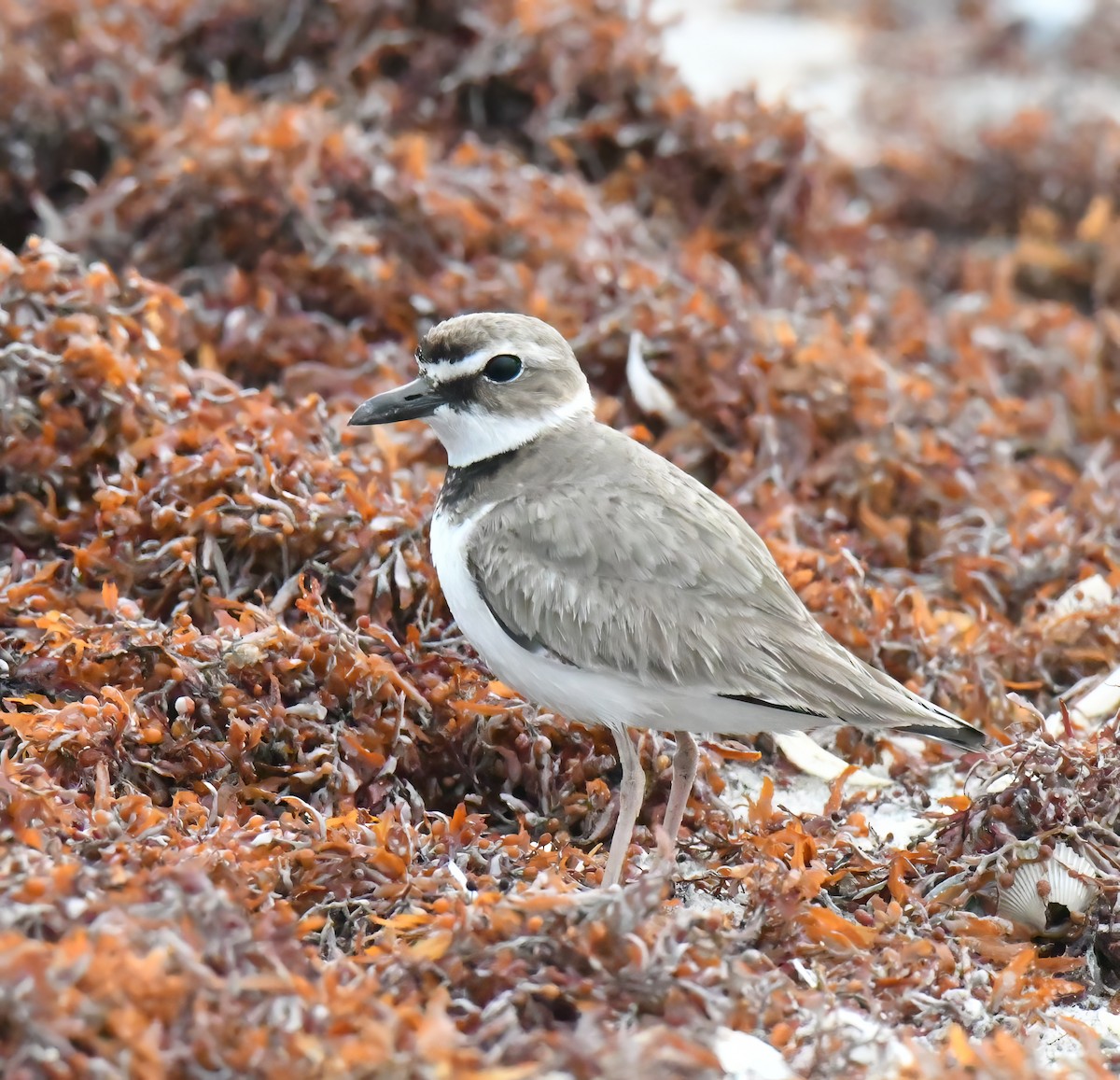 Wilson's Plover - ML564648651