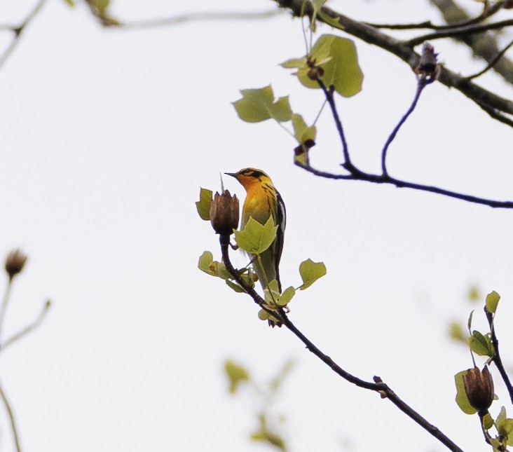 Blackburnian Warbler - ML564648791