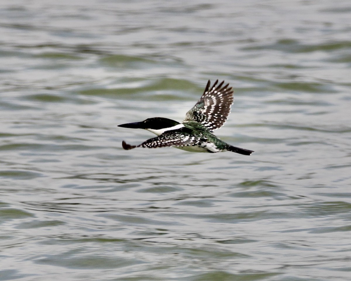 Green Kingfisher - ML564648881