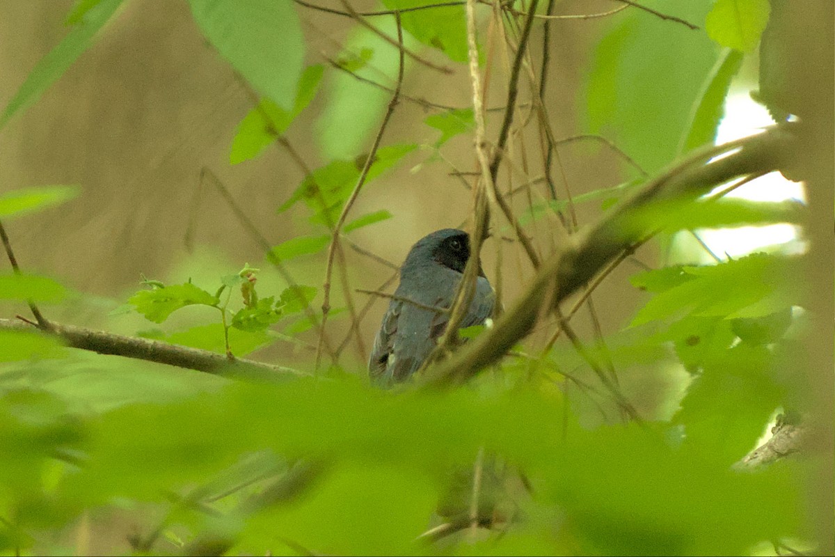 Paruline bleue - ML564649101