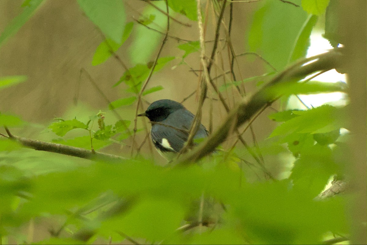 Black-throated Blue Warbler - ML564649111