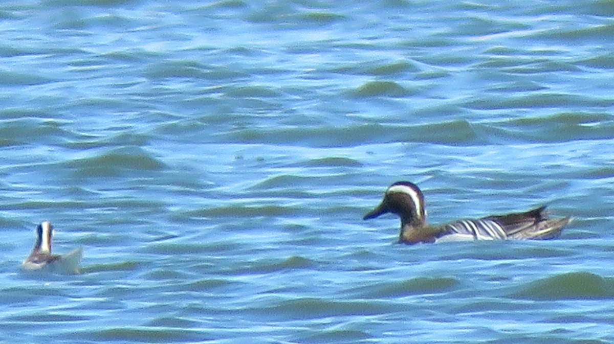 Garganey - ML564649221
