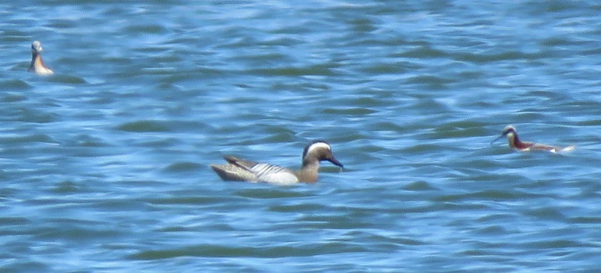 Garganey - ML564649231