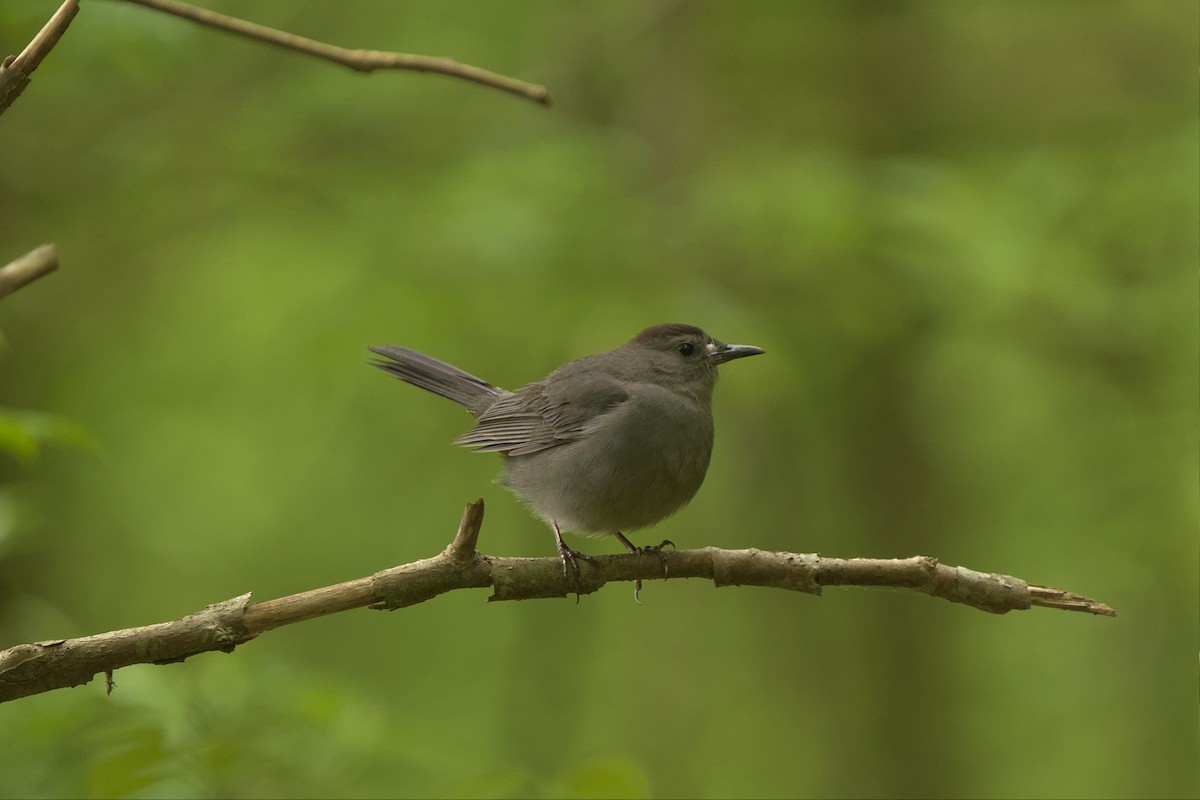 ימימן אמריקני - ML564649441