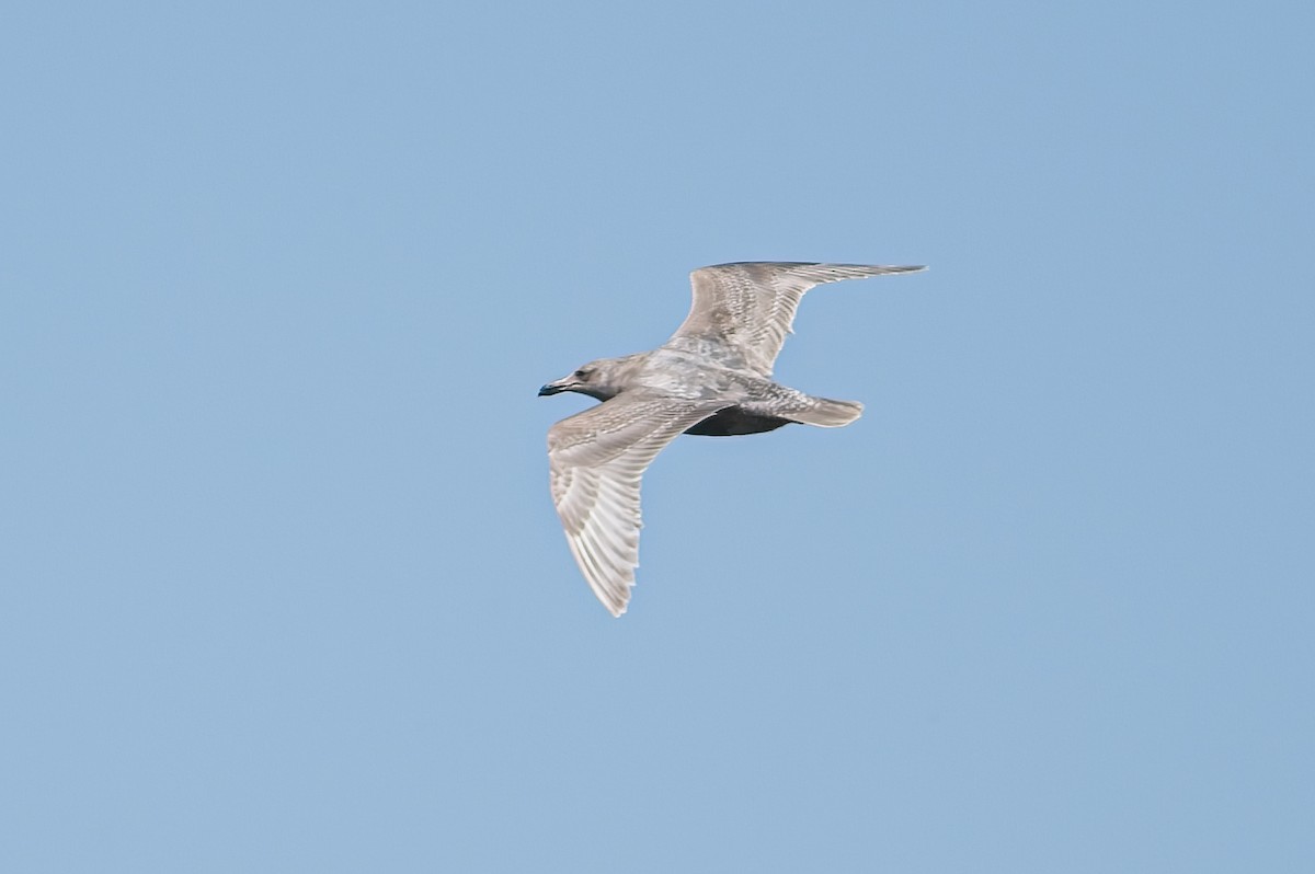 Glaucous-winged Gull - Calvin S