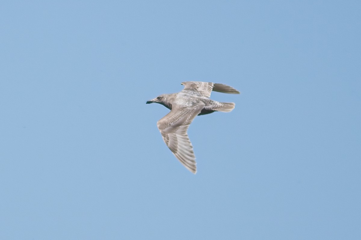 Glaucous-winged Gull - Calvin S