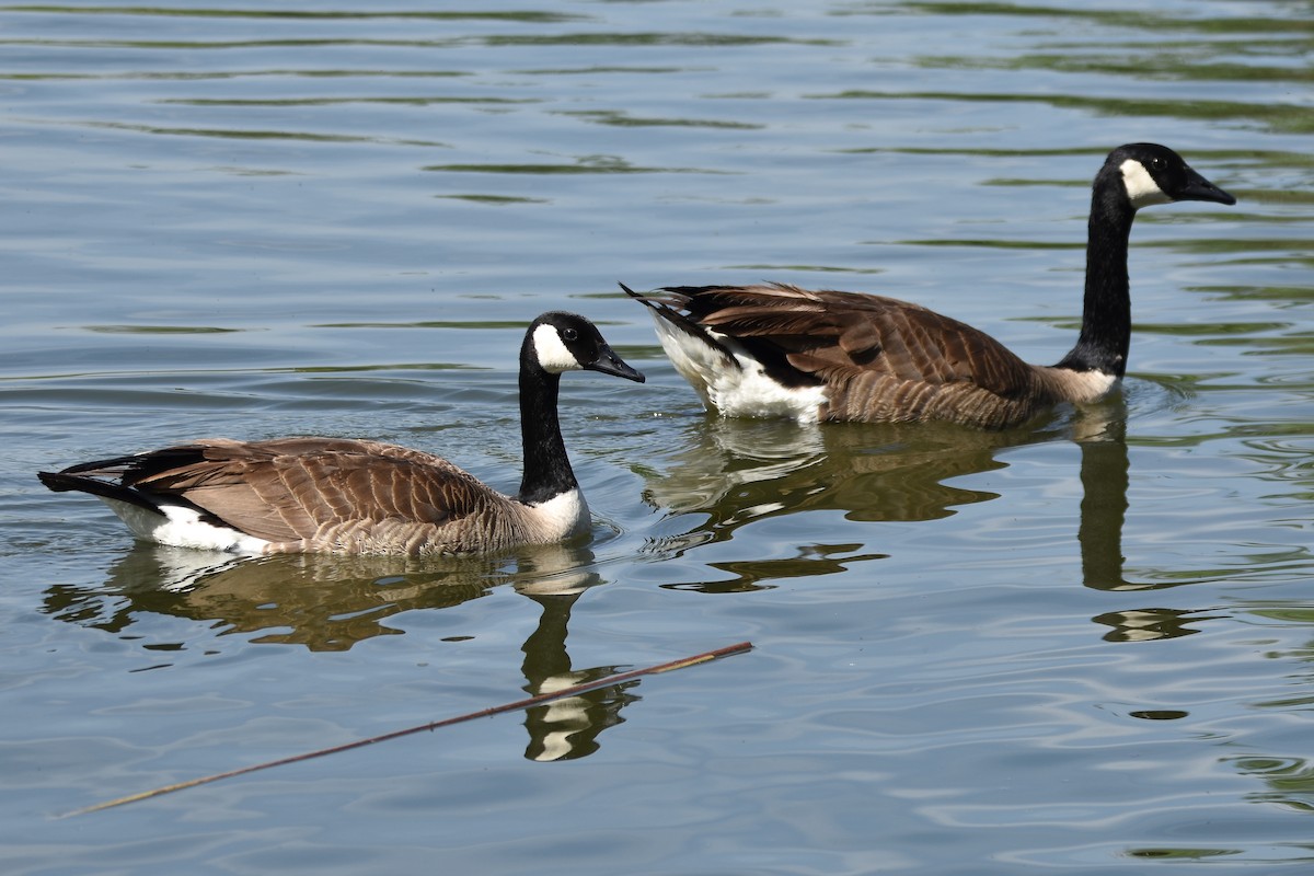 Canada Goose - ML564651091