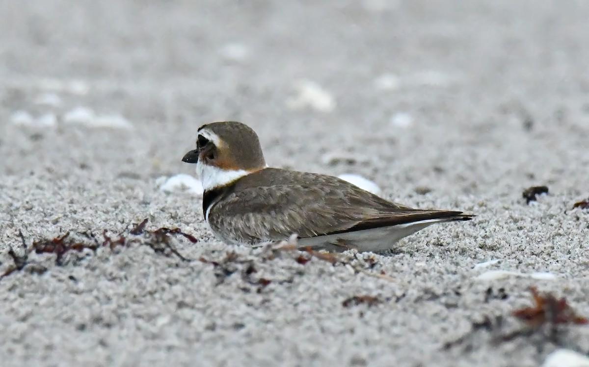 Wilson's Plover - ML564651101