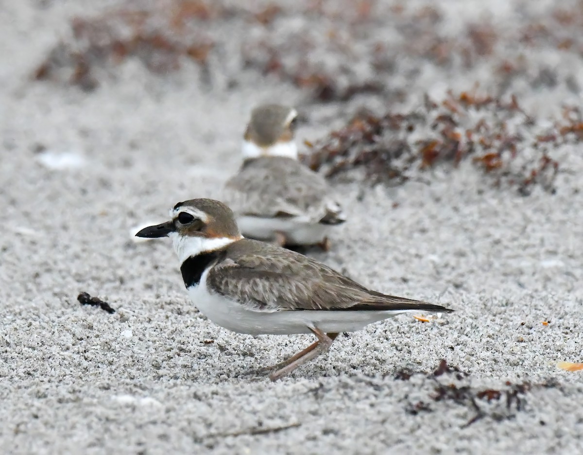 Wilson's Plover - ML564651131