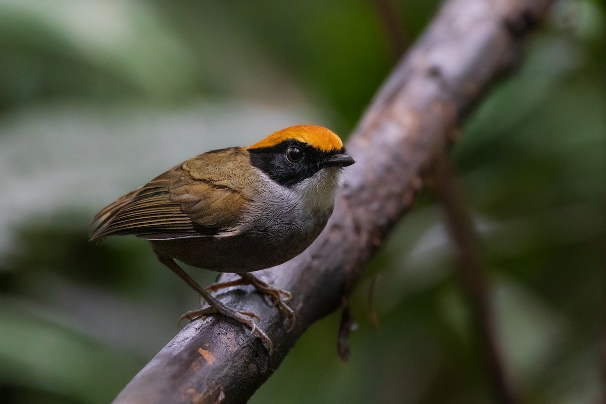 Black-cheeked Gnateater - ML564652051