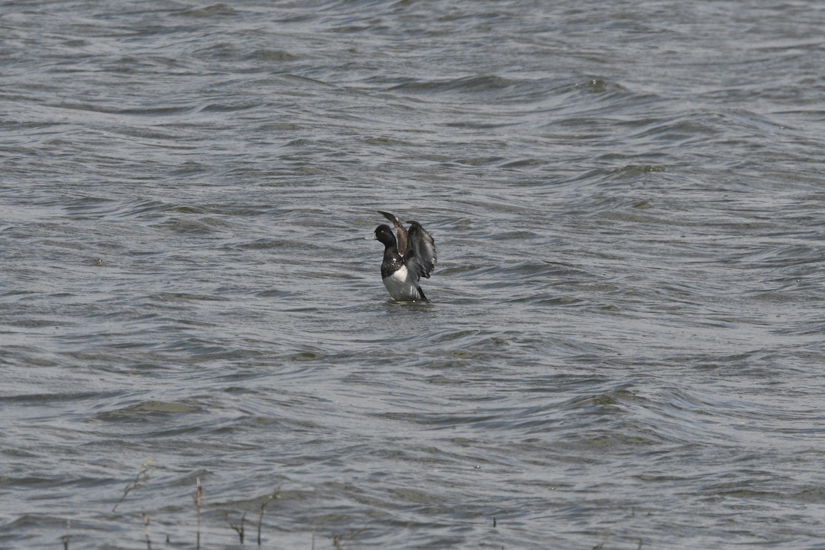 Lesser Scaup - ML564652331