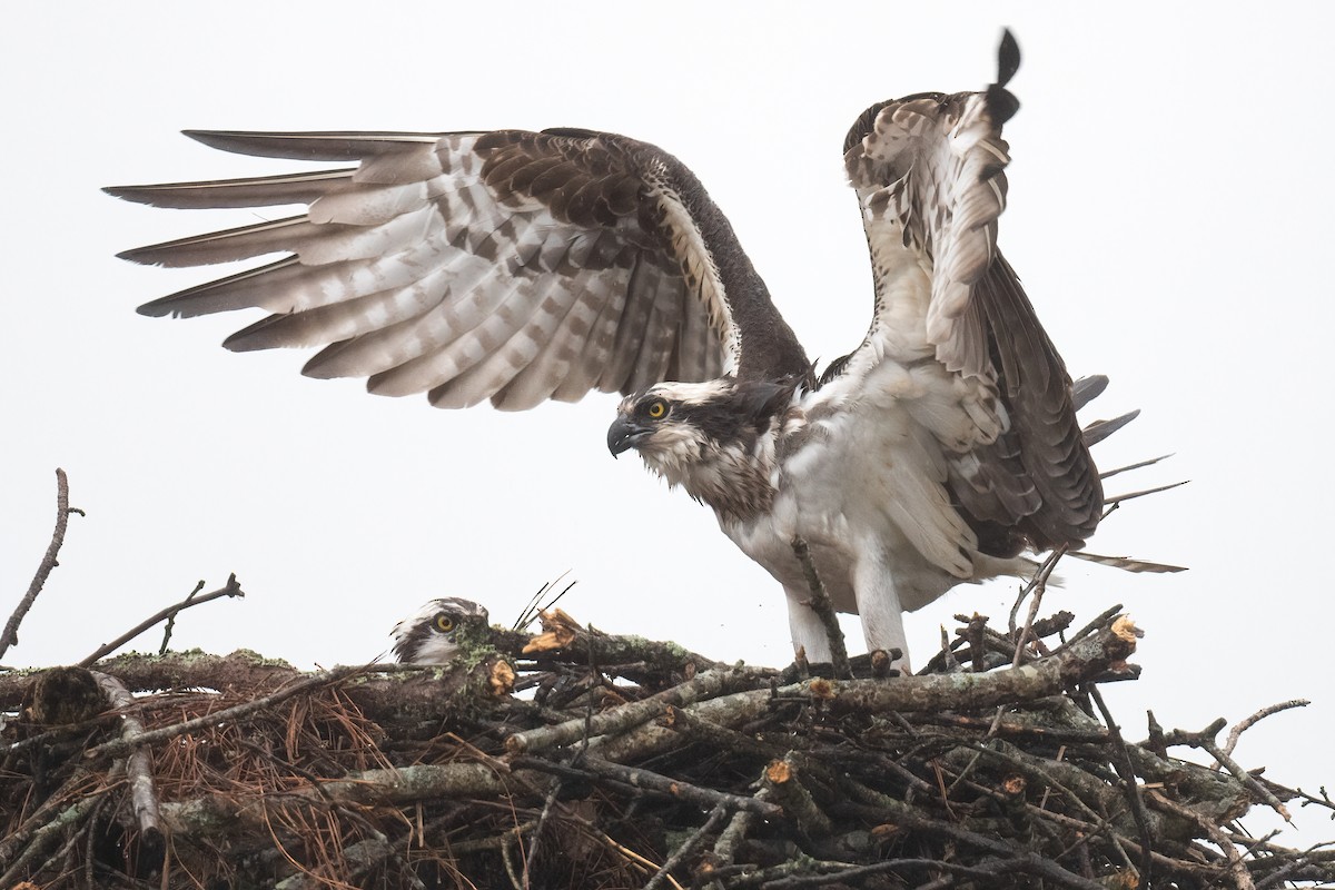 Osprey - ML564652731
