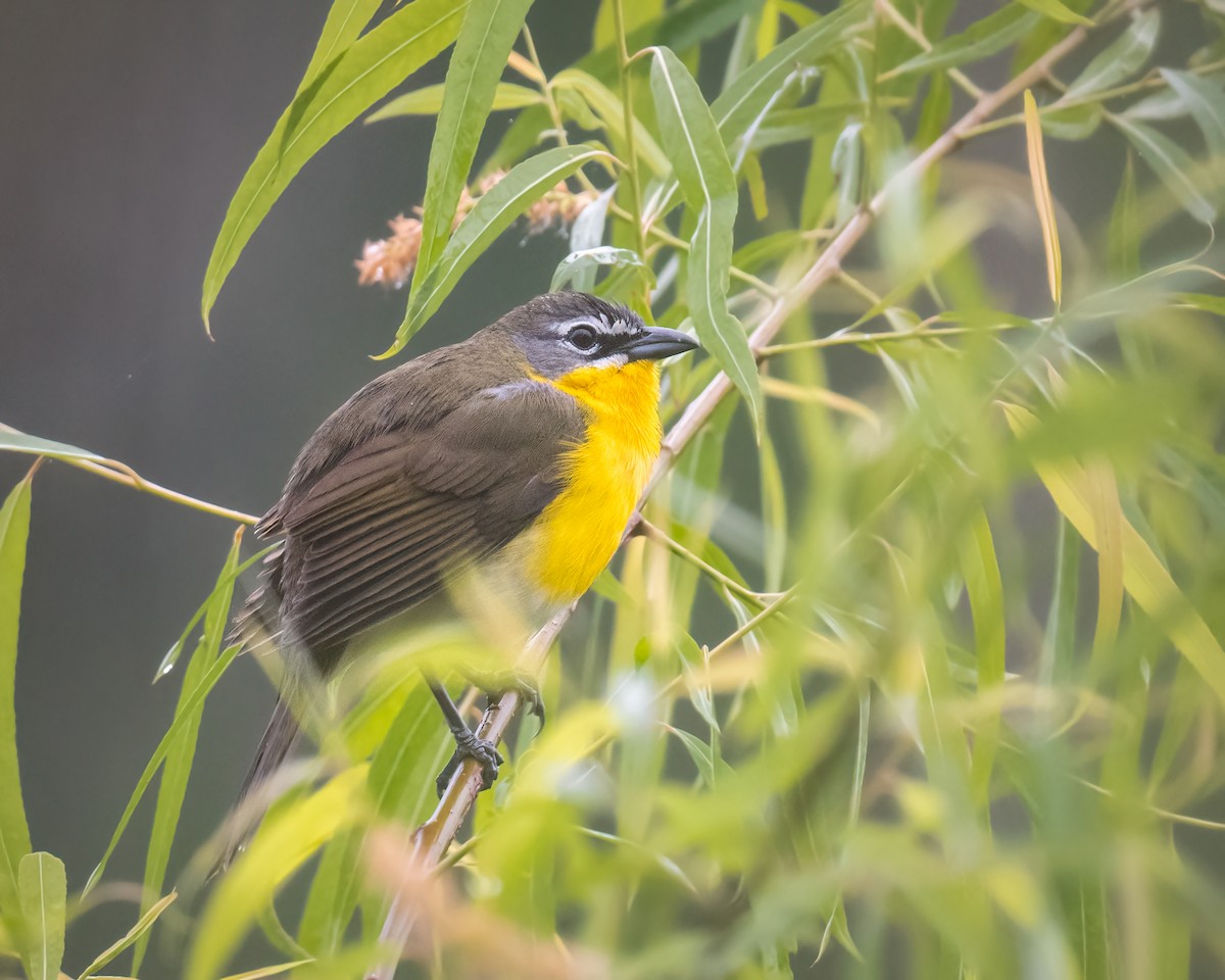 Yellow-breasted Chat - ML564653081