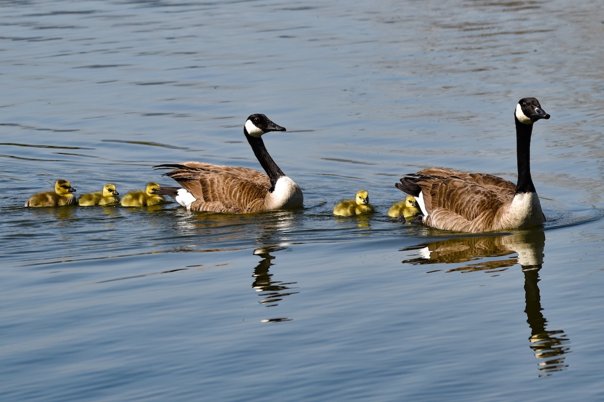 Canada Goose - ML564653191