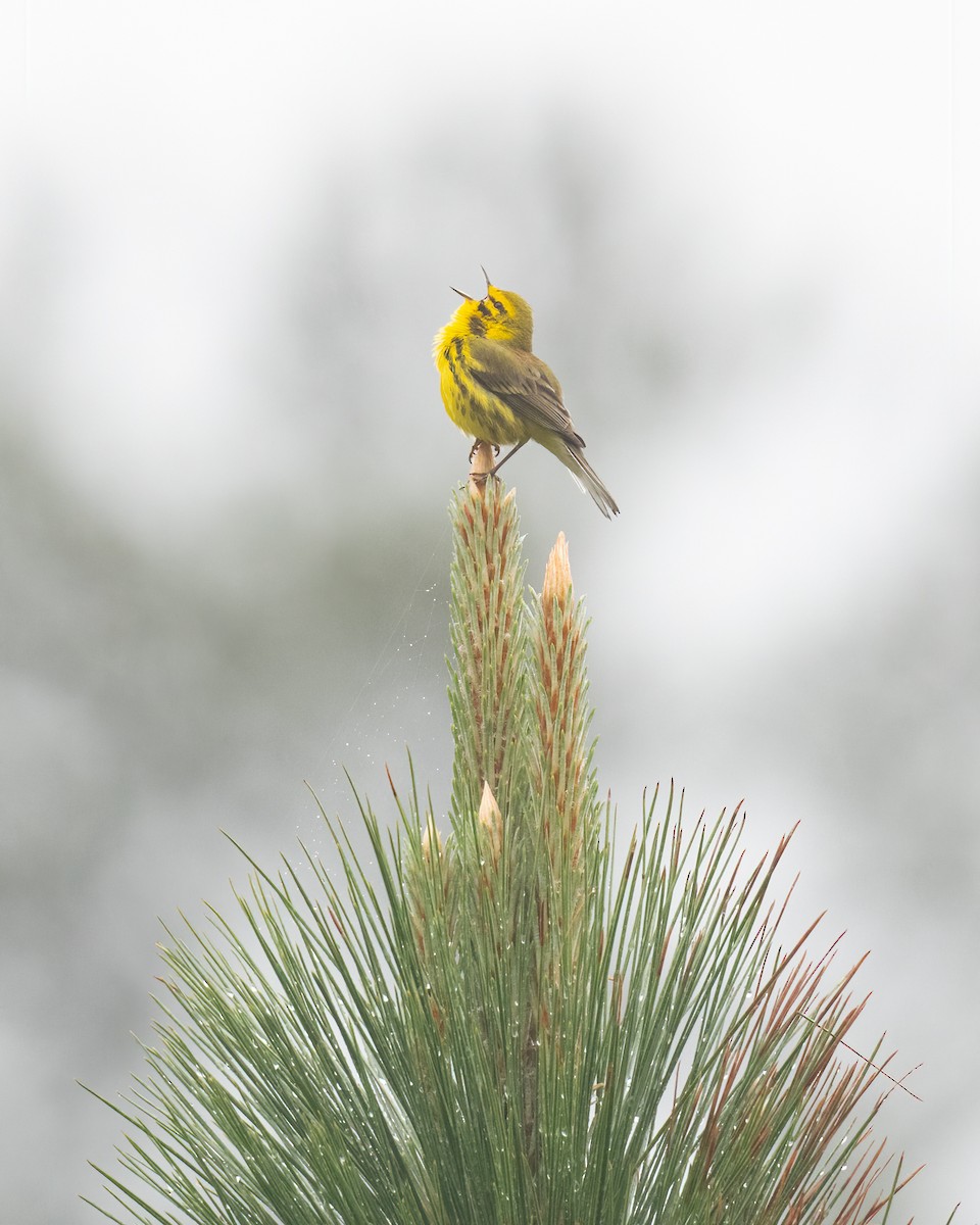 Prairie Warbler - ML564653251
