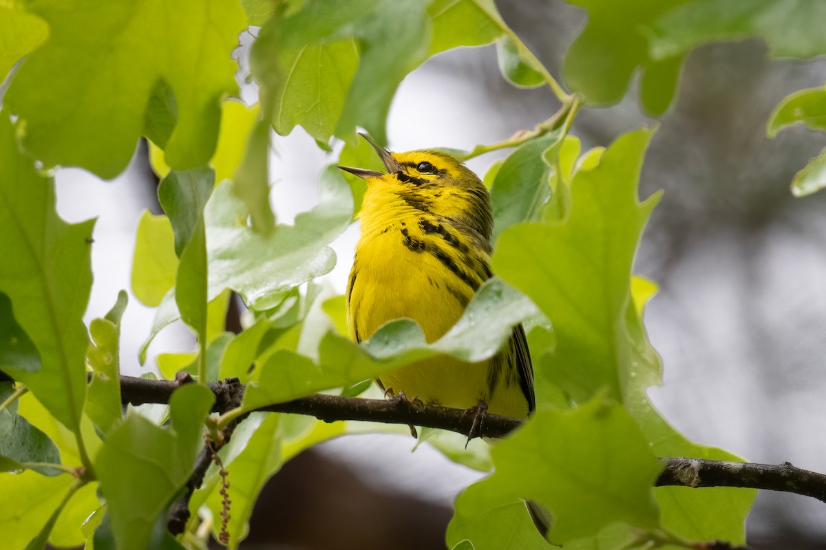 Prairie Warbler - ML564653331