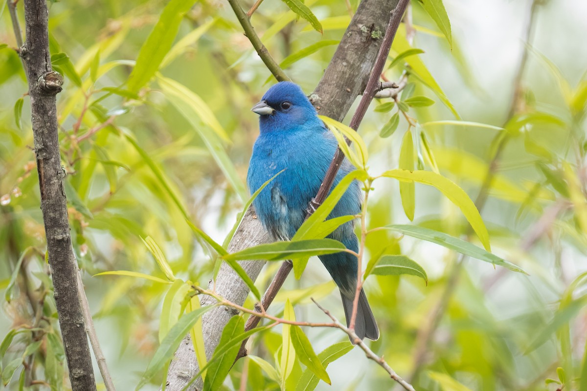 Indigo Bunting - ML564654031