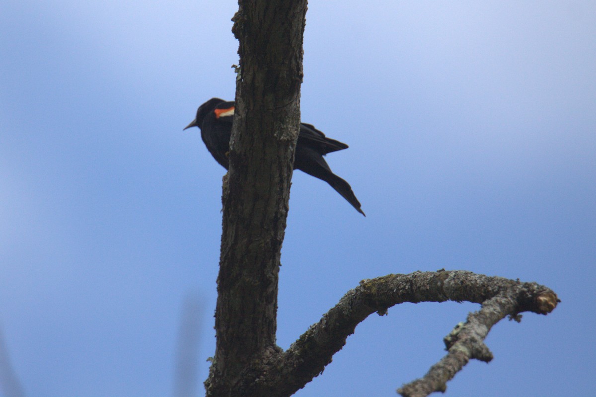 Red-winged Blackbird - ML564654101