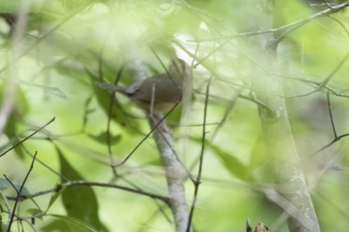 Worm-eating Warbler - ML564656051