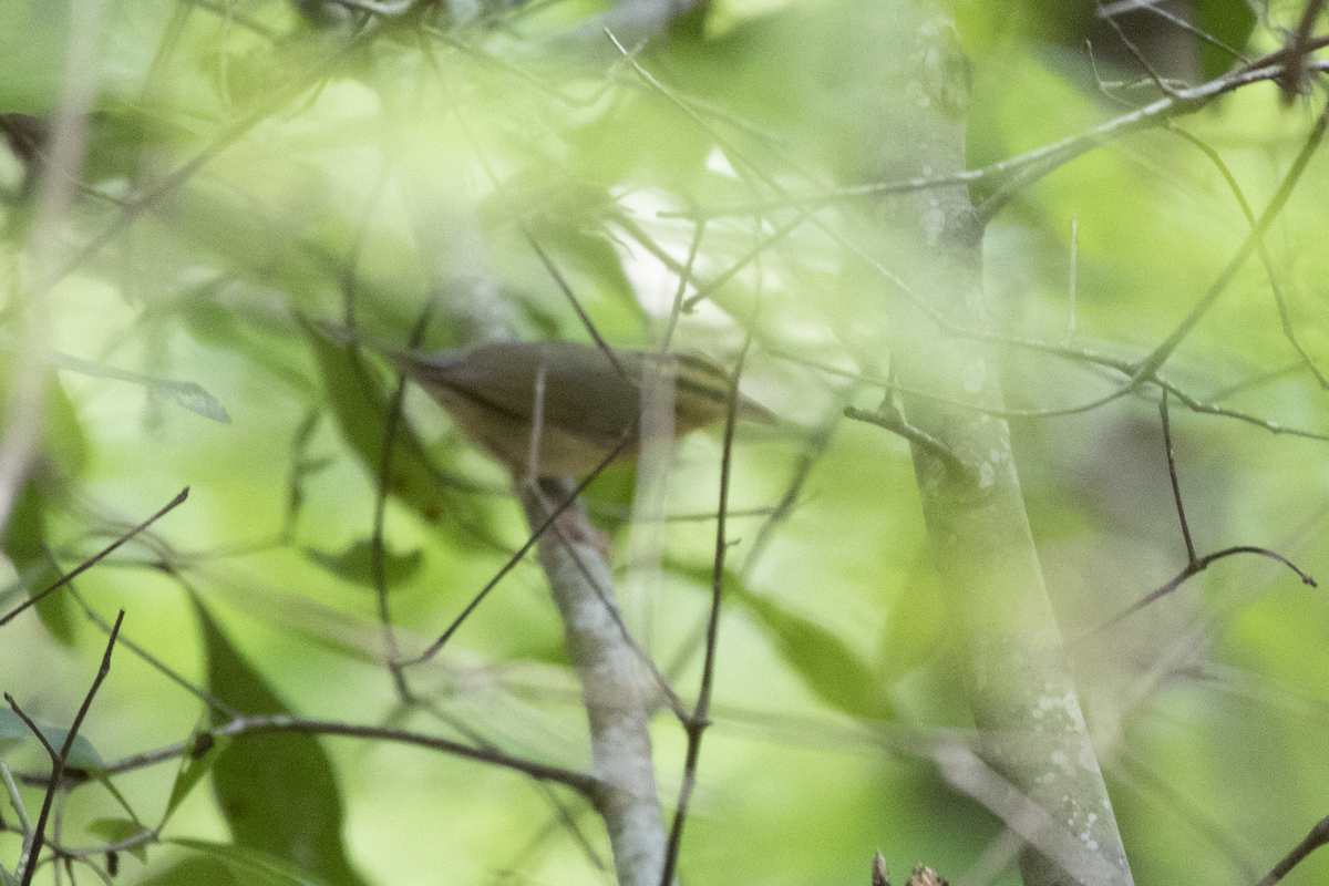 Worm-eating Warbler - ML564656061