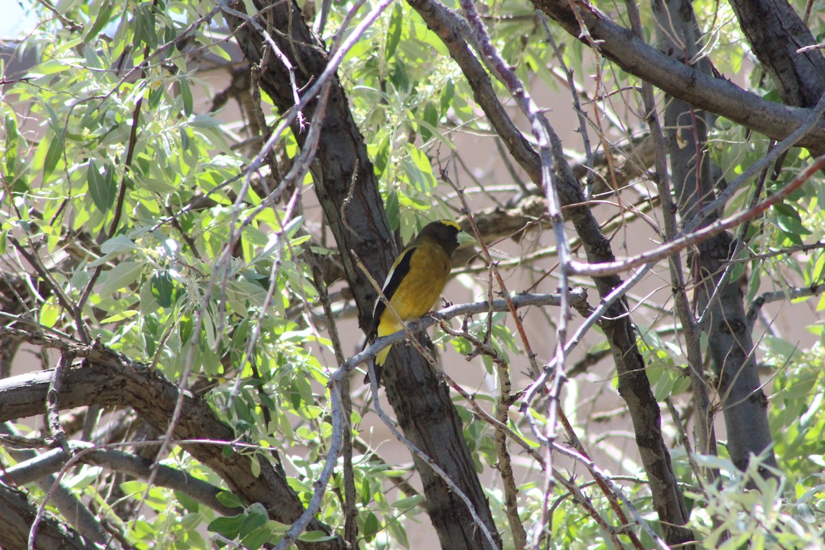 Evening Grosbeak - Heather Jenkins