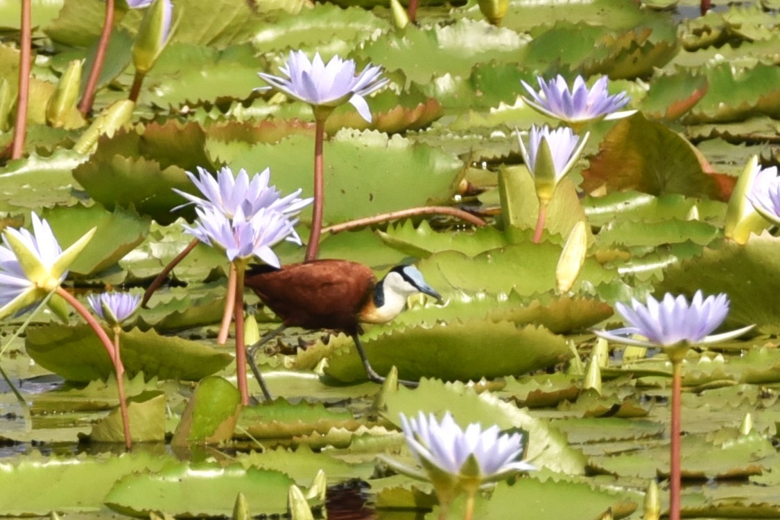 African Jacana - ML564656641