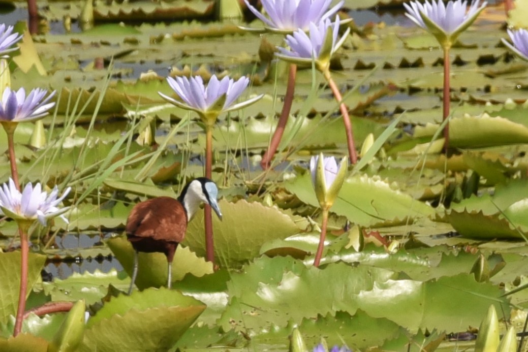 African Jacana - ML564656651