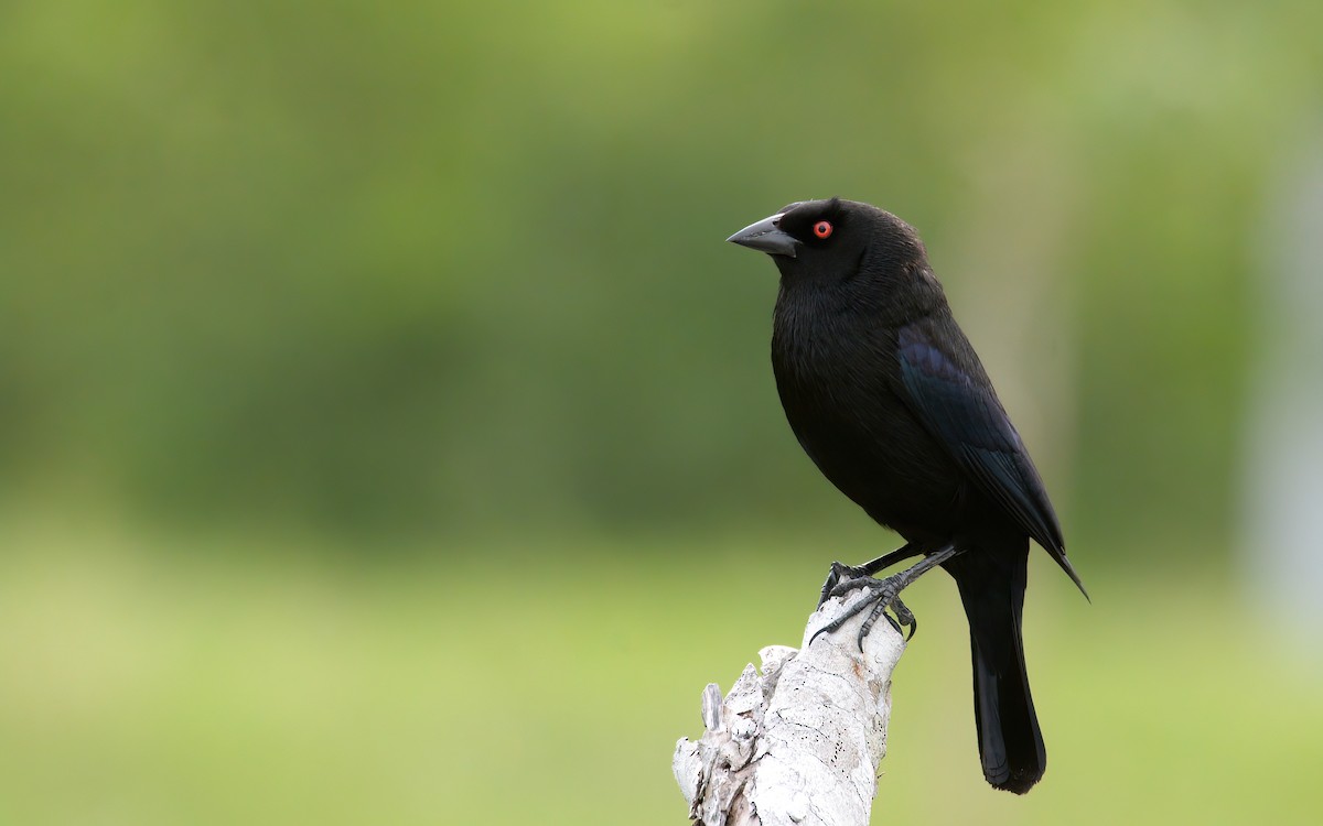 Bronzed Cowbird - ML564656811