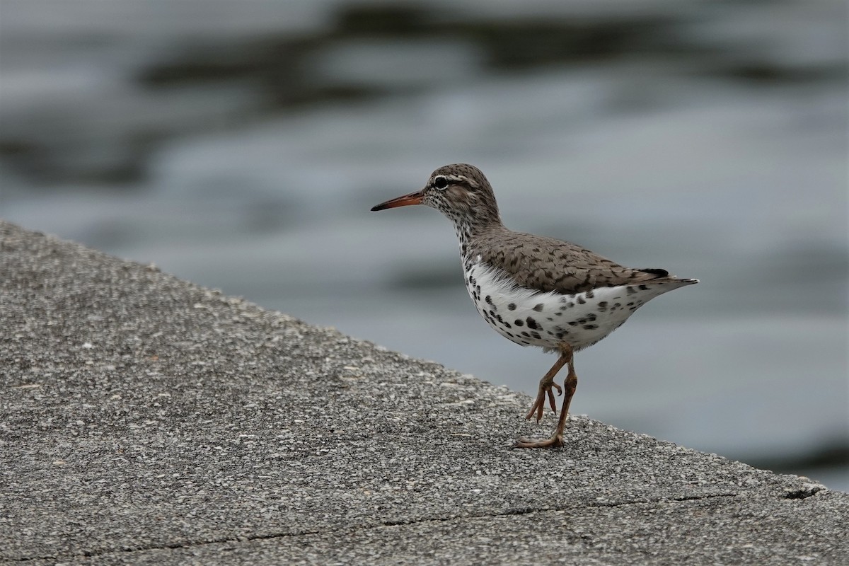 Spotted Sandpiper - Wendy Allen