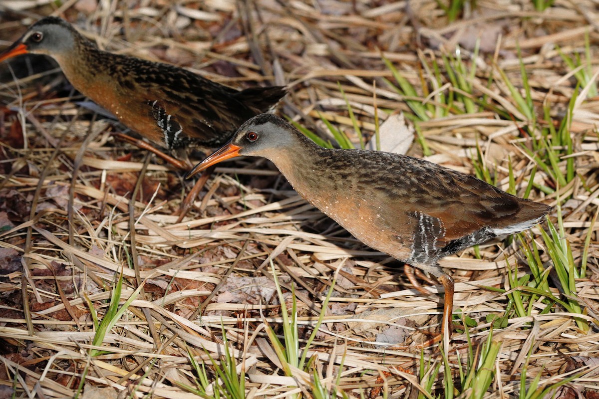 Virginia Rail - ML564656931