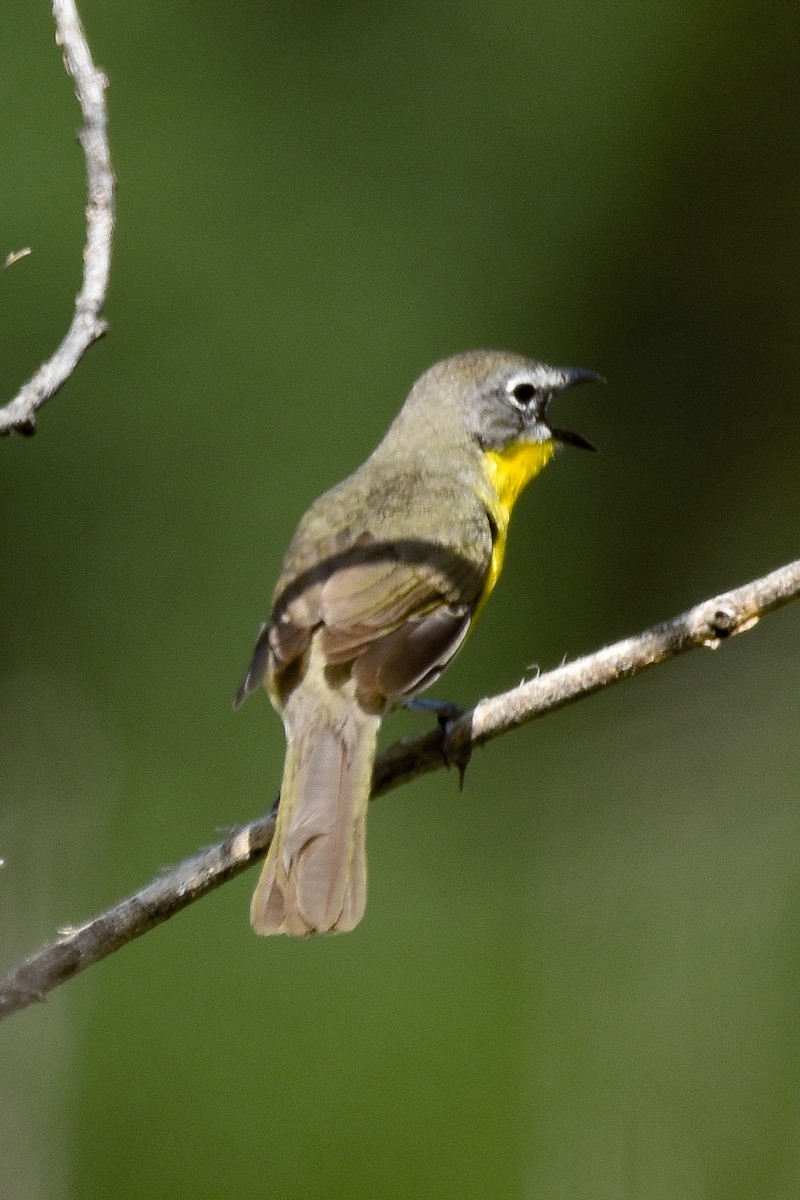 Yellow-breasted Chat - ML564657081