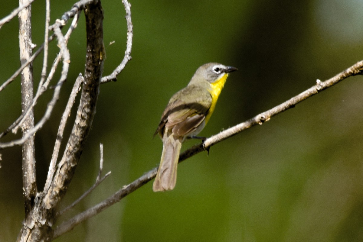 Yellow-breasted Chat - ML564657091