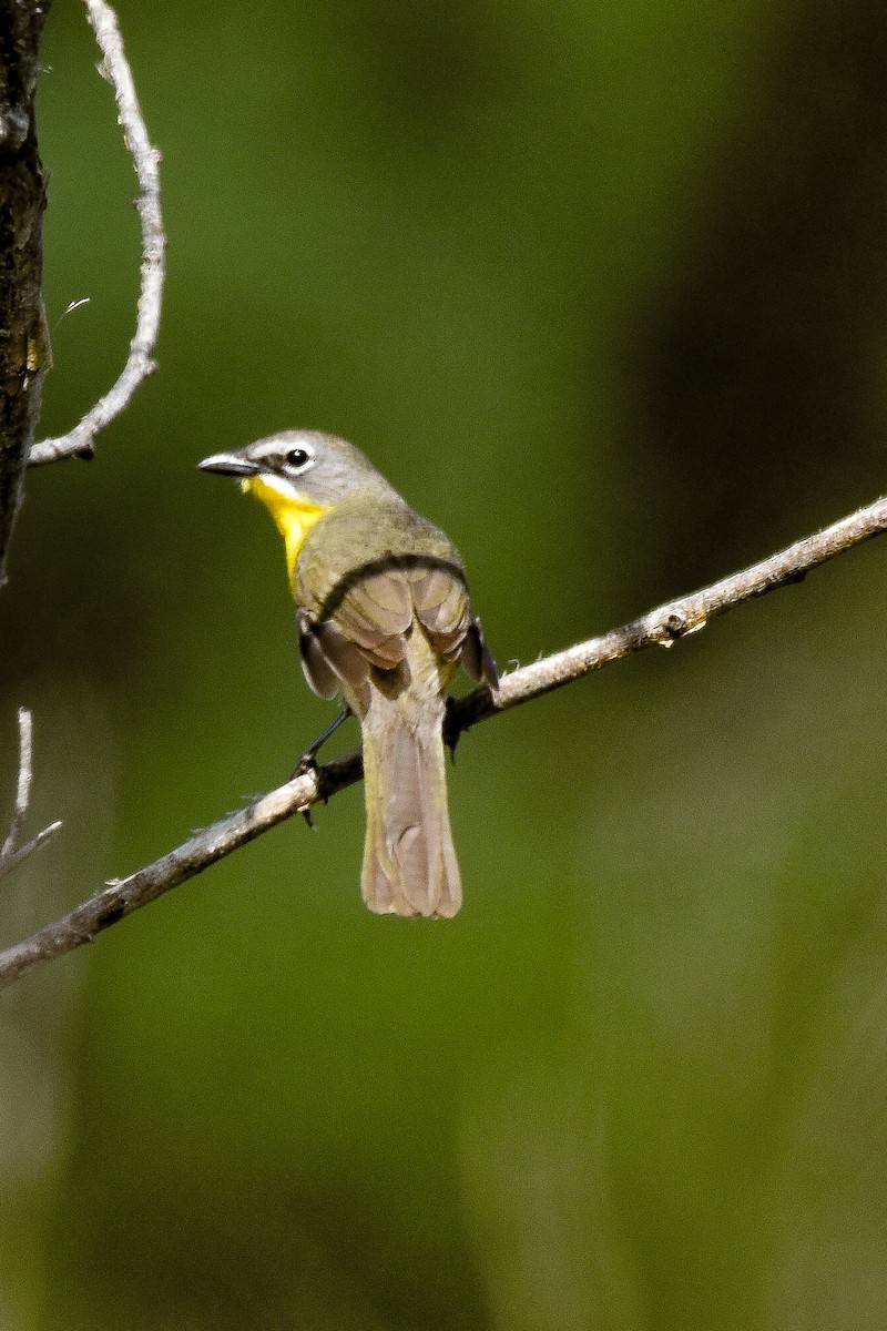 Yellow-breasted Chat - ML564657101