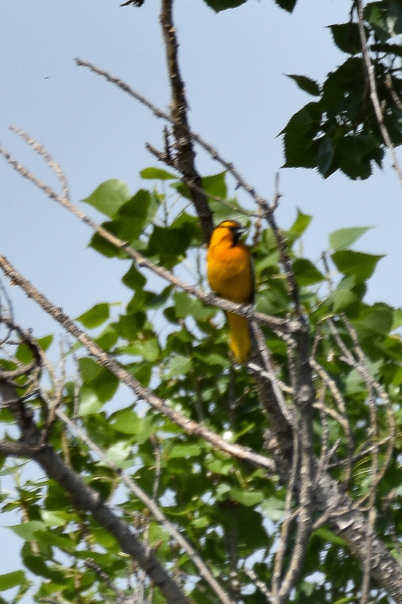 Bullock's Oriole - ML564657271