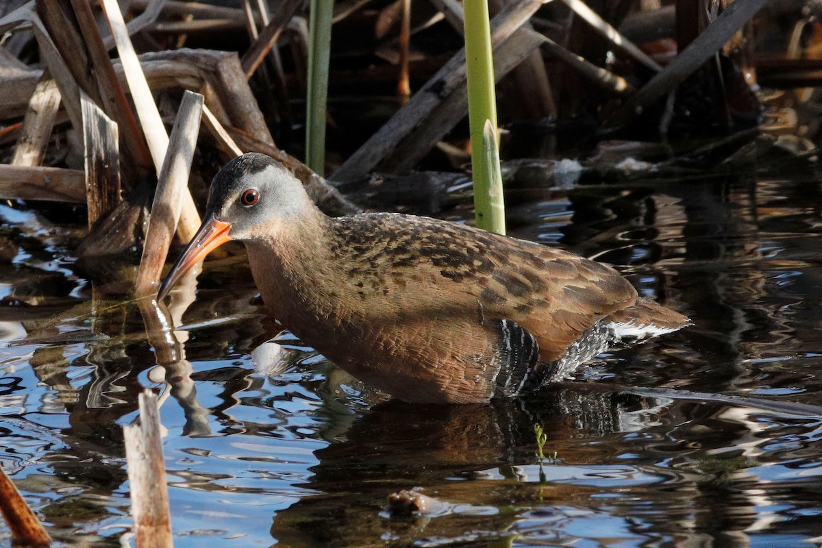 Virginia Rail - ML564657561