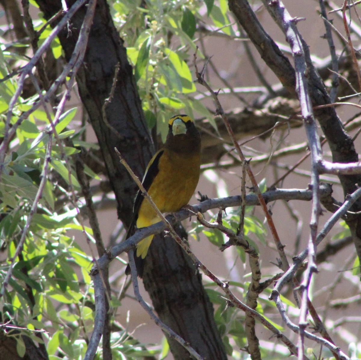 Evening Grosbeak - ML564657691