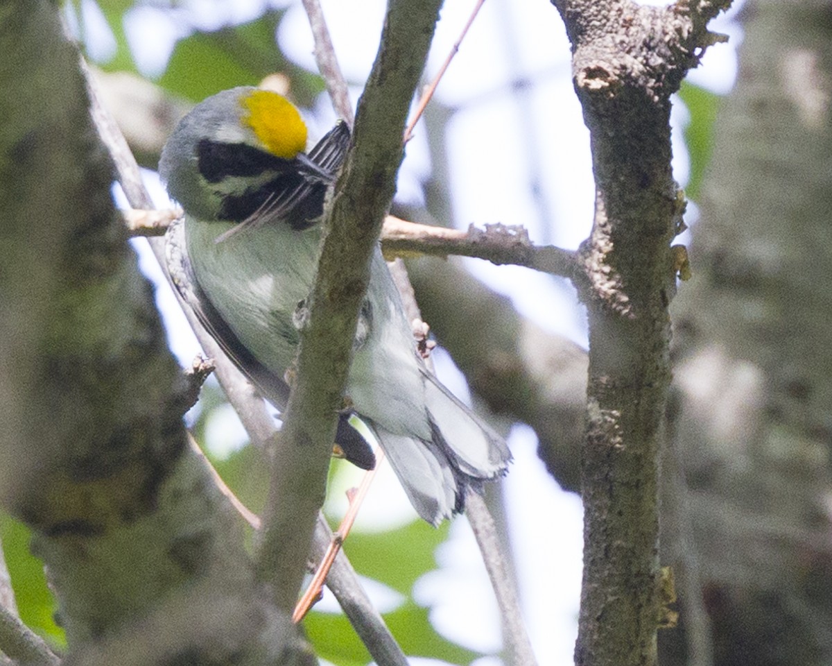 Golden-winged Warbler - ML564657851