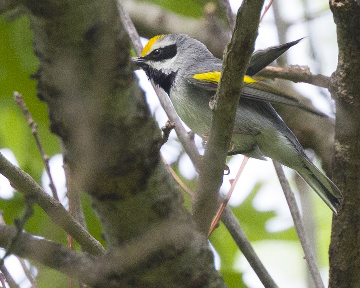 Golden-winged Warbler - ML564657861